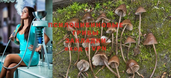 PSILOCYBIN Армянск